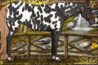 Horse Color:Liver Chestnut Near Leopard