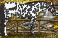 Horse Color:Liver Chestnut Appaloosa 