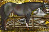 Horse Color:Liver Chestnut 