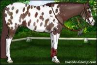 Horse Color:Chocolate Brown Sabino Appaloosa 