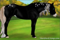 Horse Color:White Spotted Liver Red Dun Splash 