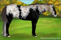 Horse Color:White Spotted Liver Red Dun Ice 