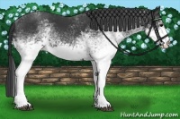 Horse Color:White Spotted Black 