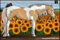 Horse Color:Silver Bay Dun Splash Tobiano