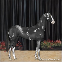 Horse Color:White Spotted Liver Chestnut Splash Rabicano 