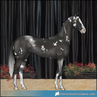 Horse Color:White Spotted Liver Chestnut Splash Rabicano 