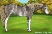 Horse Color:White Spotted Liver Red Dun Rabicano 