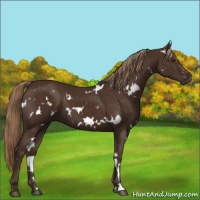 Horse Color:White Spotted Liver Chestnut 