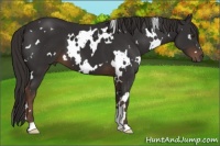 Horse Color:White Spotted Liver Chestnut 