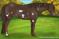 Horse Color:White Spotted Liver Chestnut Varnish