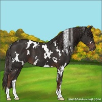 Horse Color:White Spotted Liver Chestnut