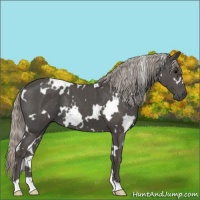 Horse Color:White Spotted Silver Black 
