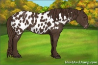 Horse Color:Liver Chestnut Appaloosa Rabicano
