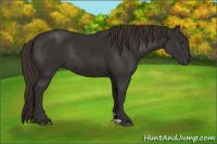 Horse Color:Liver Chestnut Rabicano