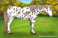 Horse Color:Chocolate Palomino Near Leopard Rabicano 