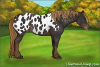 Horse Color:Liver Chestnut Appaloosa Rabicano