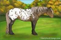 Horse Color:Chocolate Palomino Appaloosa Rabicano