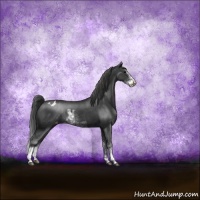 Horse Color:Black Sabino Appaloosa Rabicano