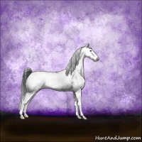 Horse Color:Brown Sabino Appaloosa Rabicano 