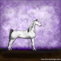 Horse Color:Black Sabino Near Leopard Rabicano 