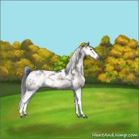 Horse Color:Brown Sabino Appaloosa Rabicano 