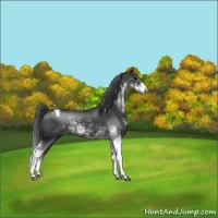 Horse Color:Black Sabino Appaloosa Rabicano 