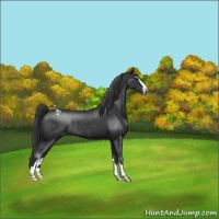 Horse Color:Black Sabino Appaloosa Rabicano