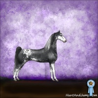Horse Color:Black Sabino Appaloosa Rabicano