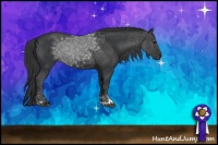 Horse Color:Black Sabino Rabicano 