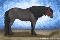 Horse Color:Black Rabicano