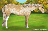 Horse Color:Palomino Ice Sabino Rabicano 