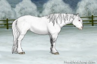 Horse Color:White Spotted Silver Brown Chinchilla Sabino Appaloosa 