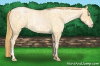 Horse Color:Buckskin Roan Pearl  and Buckskin Roan Pearl 