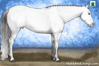 Horse Color:Buckskin Dun Appaloosa 