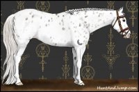 Horse Color:Silver Black Sabino Appaloosa
