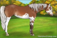 Horse Color:Silver Bay Splash 