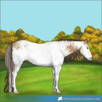 Horse Color:White Spotted Classic Cream Champagne 
