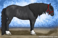 Horse Color:Black Rabicano 