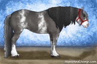 Horse Color:White Spotted Black Rabicano 