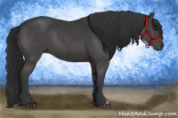 Horse Color:Black Rabicano 