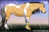 Horse Color:Buckskin Ice Sabino Tobiano