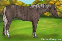 Horse Color:Black and Silver Black