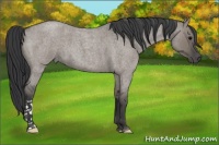 Horse Color:Grullo Roan 