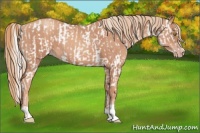 Horse Color:Gold Champagne Appaloosa  and Gold Champagne 