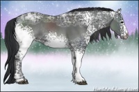 Horse Color:White Spotted Black Ice Rabicano 