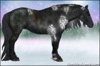 Horse Color:White Spotted Black Ice 