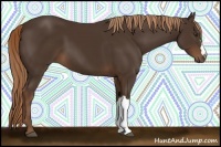 Horse Color:Liver Chestnut 