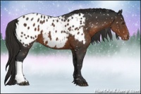 Horse Color:Liver Chestnut Appaloosa 