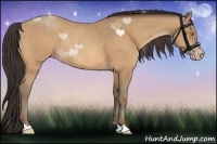 Horse Color:Amber Champagne Rabicano 