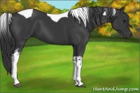 Horse Color:Black Tobiano 